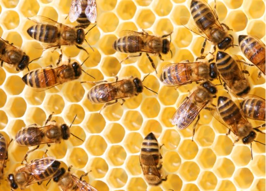 Natureza ensinando – analogia Relacionamentos humanos – os benéficos são da Permacultura