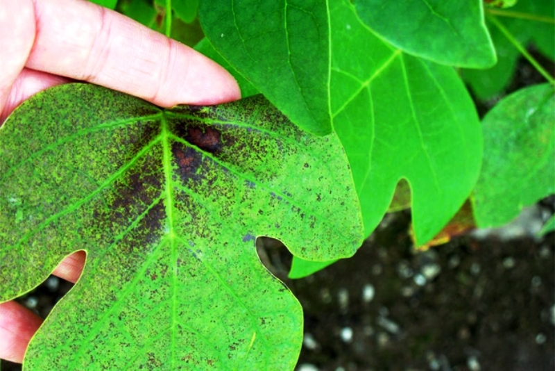 4 plantas que alertam se ar que respiramos está poluído. Isto é Geobiologia