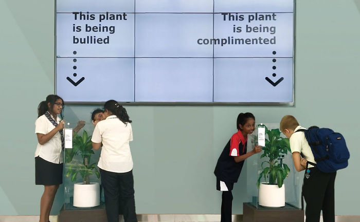 Imagem 1 - planta bullying